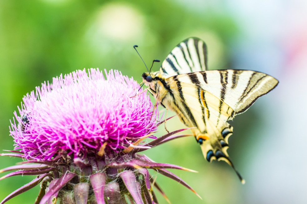 Silybum marianum