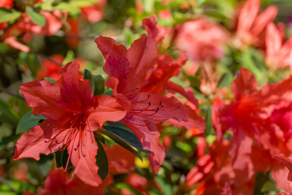 Rododendron rastlina