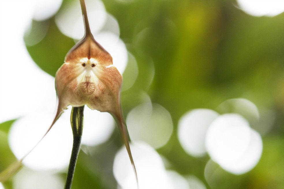 Phalaenopsis amabilis