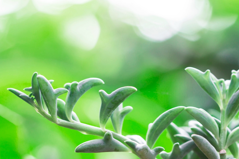 Delfíní sukulent (Senecio Peregrinus)