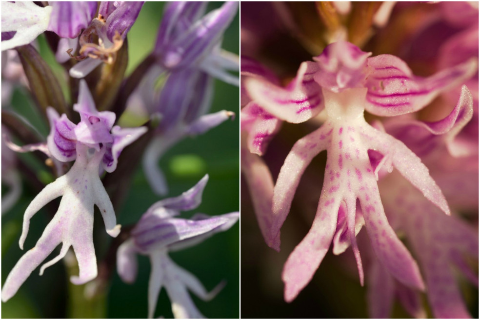 Orchidea nahý muž (Orchis Italica)