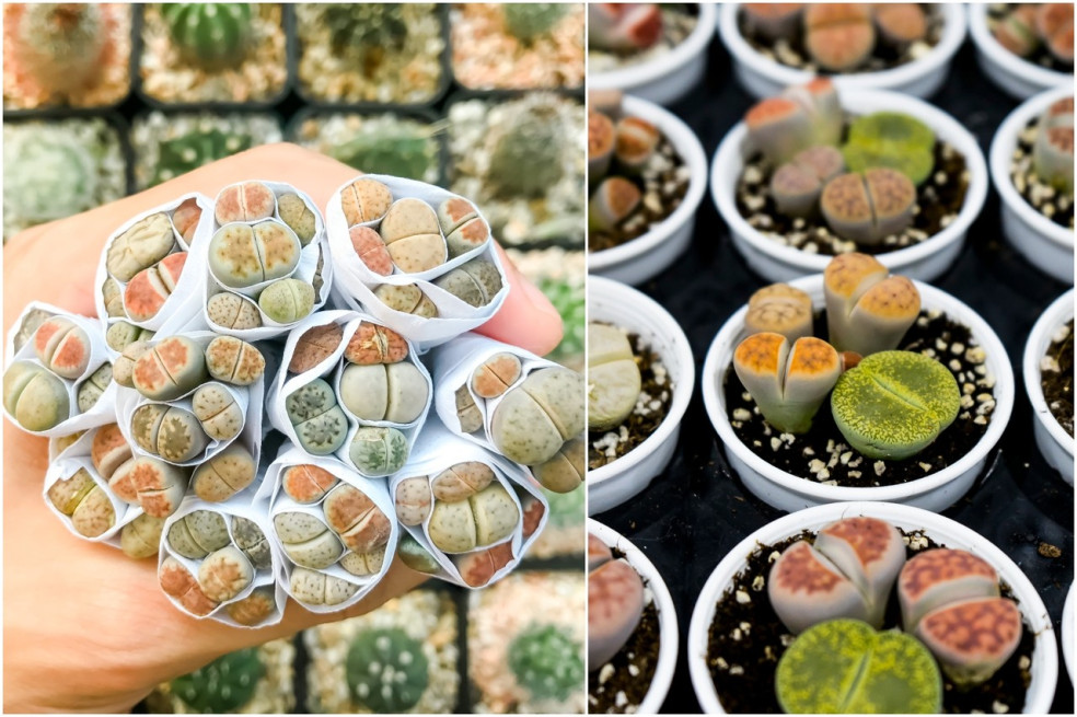 Lithops