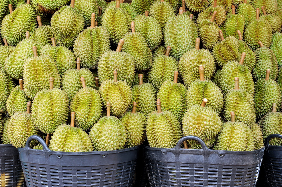 ovocie durian