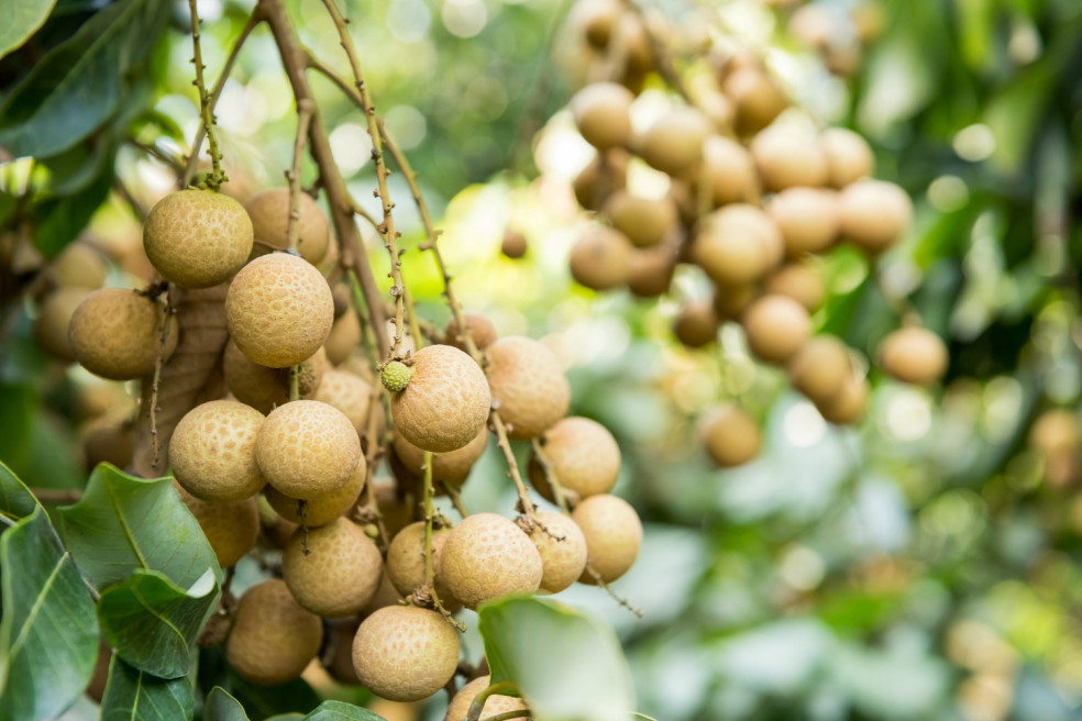 longan, tropické ovocie, dračie oko, ázijské ovocie