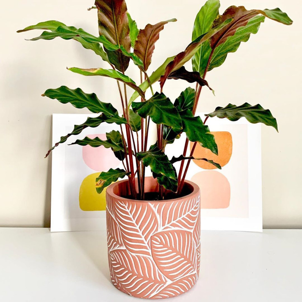 Calathea rufibarba