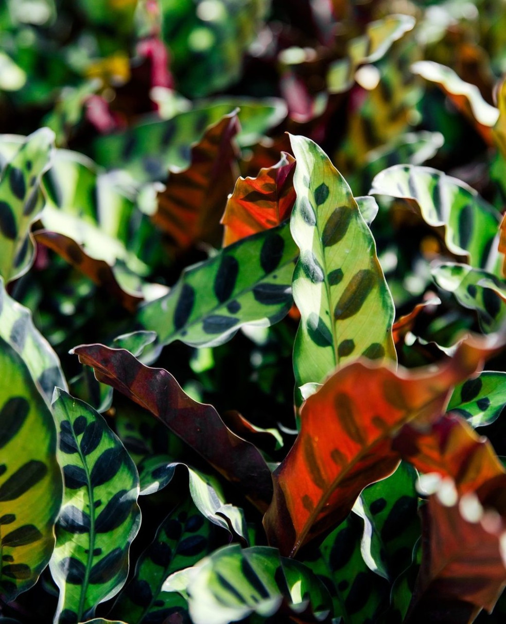 Calathea lancifolia