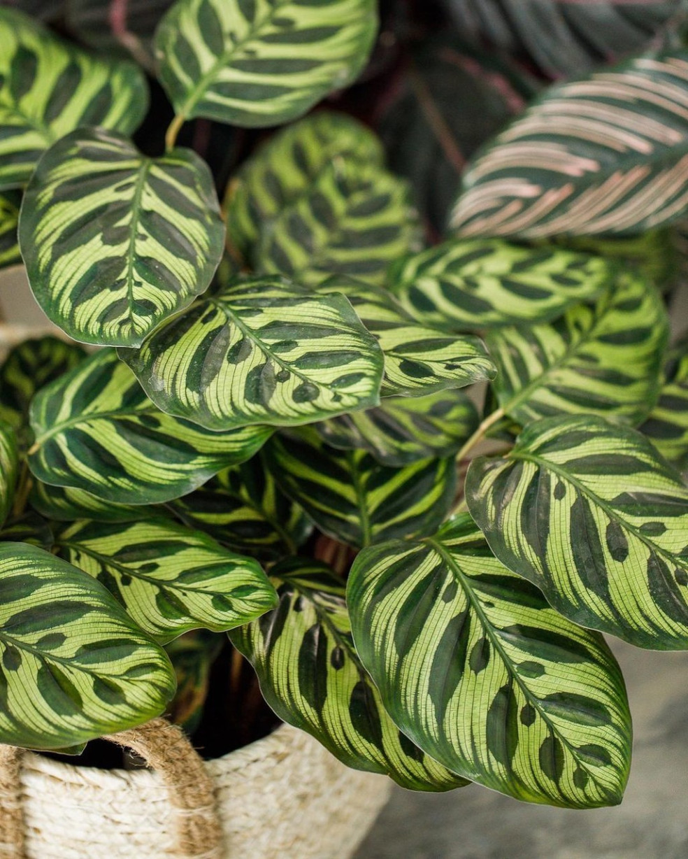 Calathea makoyana