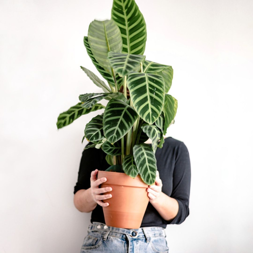 Calathea zebrina