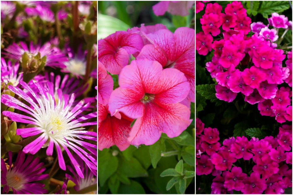 Delosperma, petúnia a železník