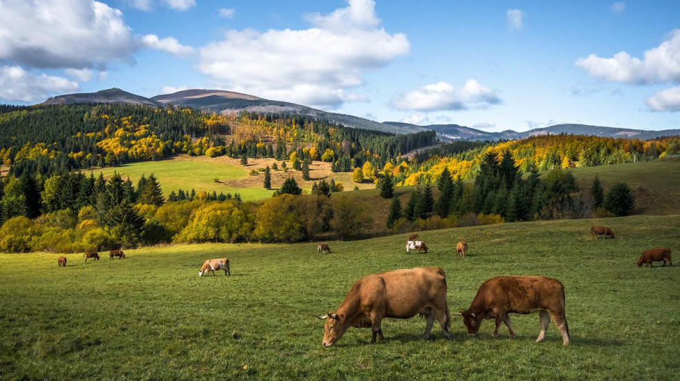 Kráľová Hoľa