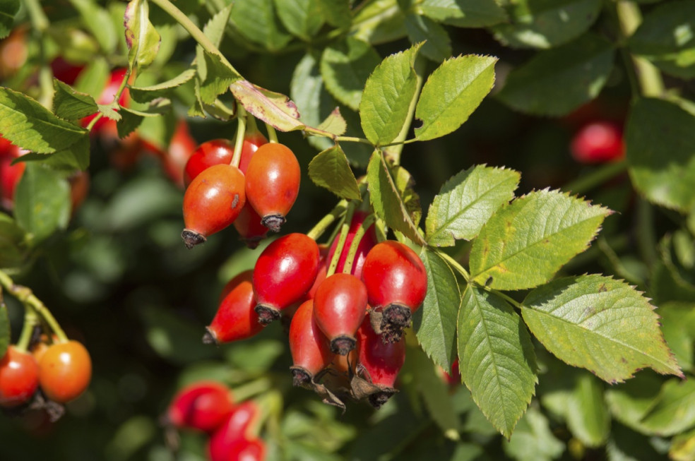 Šípky plné vitamínu C hrajú na jeseň prím