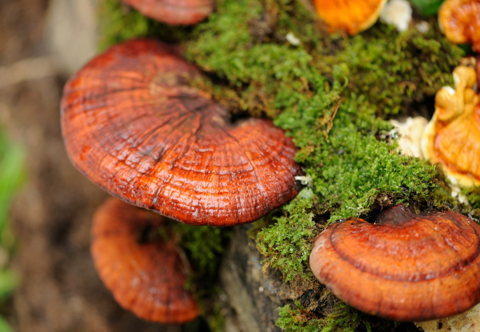 huba reishi