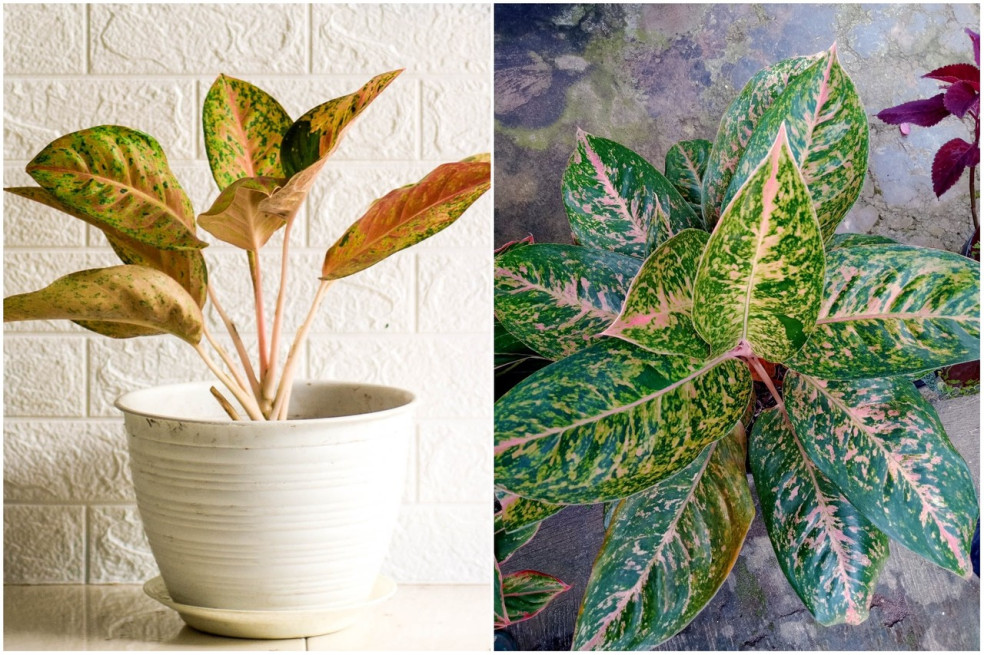 aglaonema