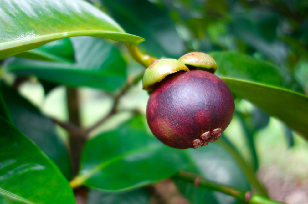 mangostana lahodná, mangostan, exotické ovocie, ovocie z Ázie, zdravé stravovanie