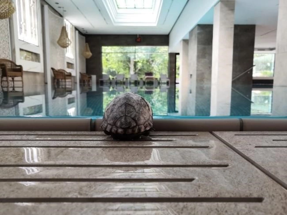 kto navštívil hotel Thermia Palace Ensana Health Spa Hotel