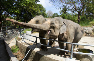 Najkrajšie ZOO na Slovensku: Kedy ich navštíviť a koľko to stojí?