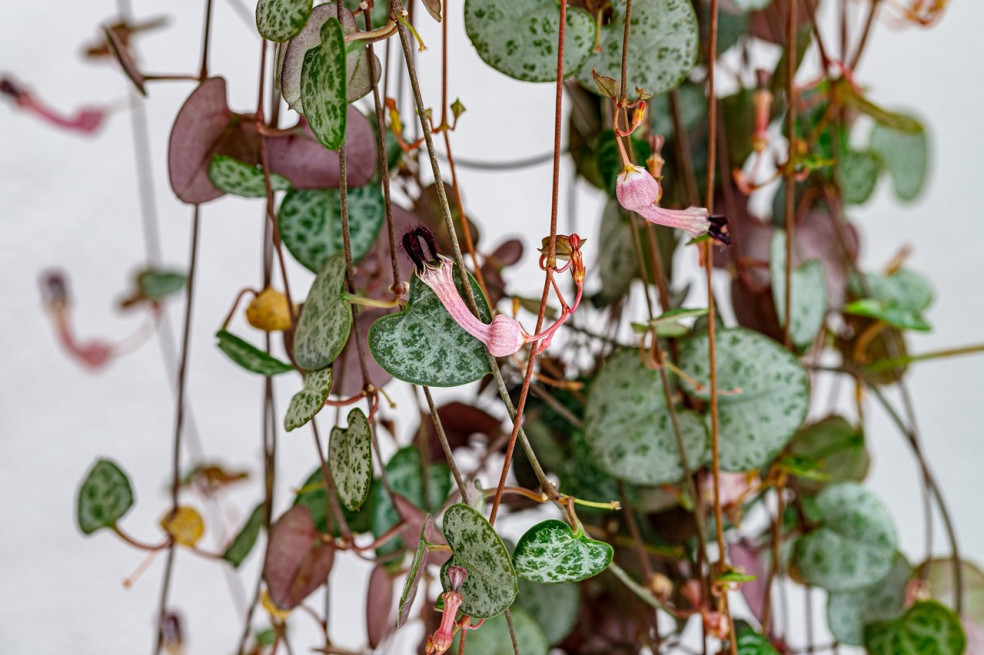 Ceropegia woodii