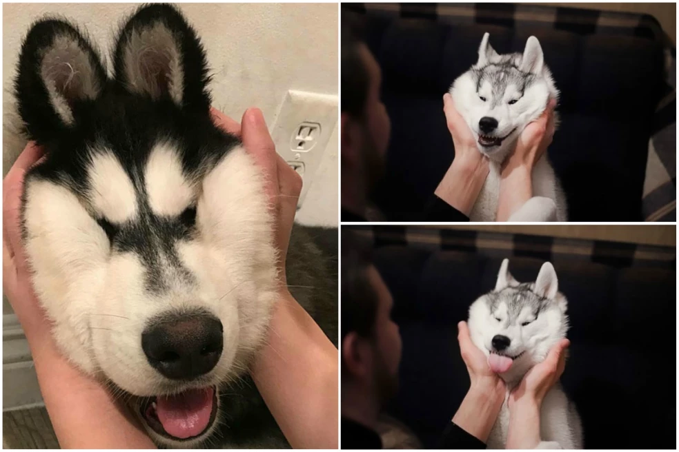 fotky husky
