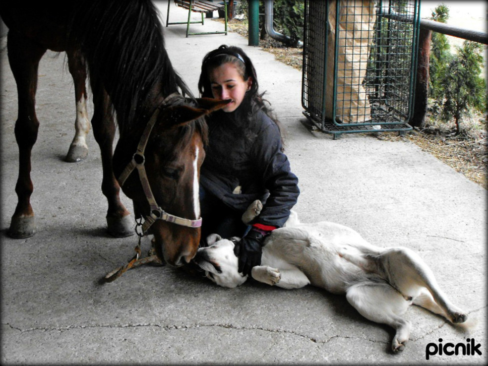 Kôň je ideálny kamarát človeka i zvieraťa