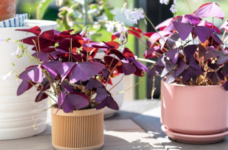 Kyslička trojhranná – kráska s fialovými listami. Ako ju správne pestovať?