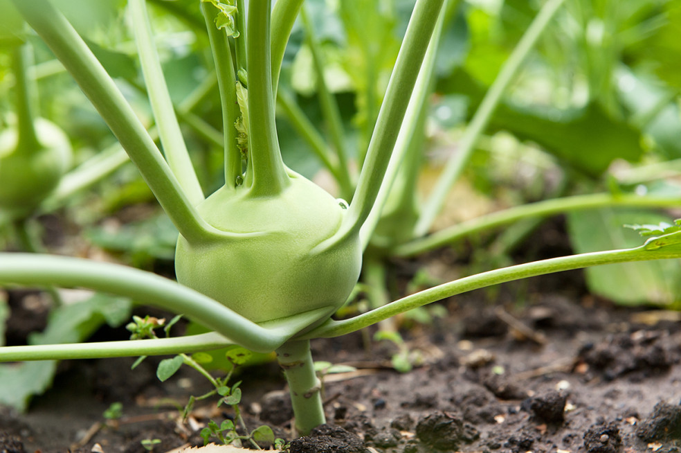 Kaleráb – zelenina plná vlákniny