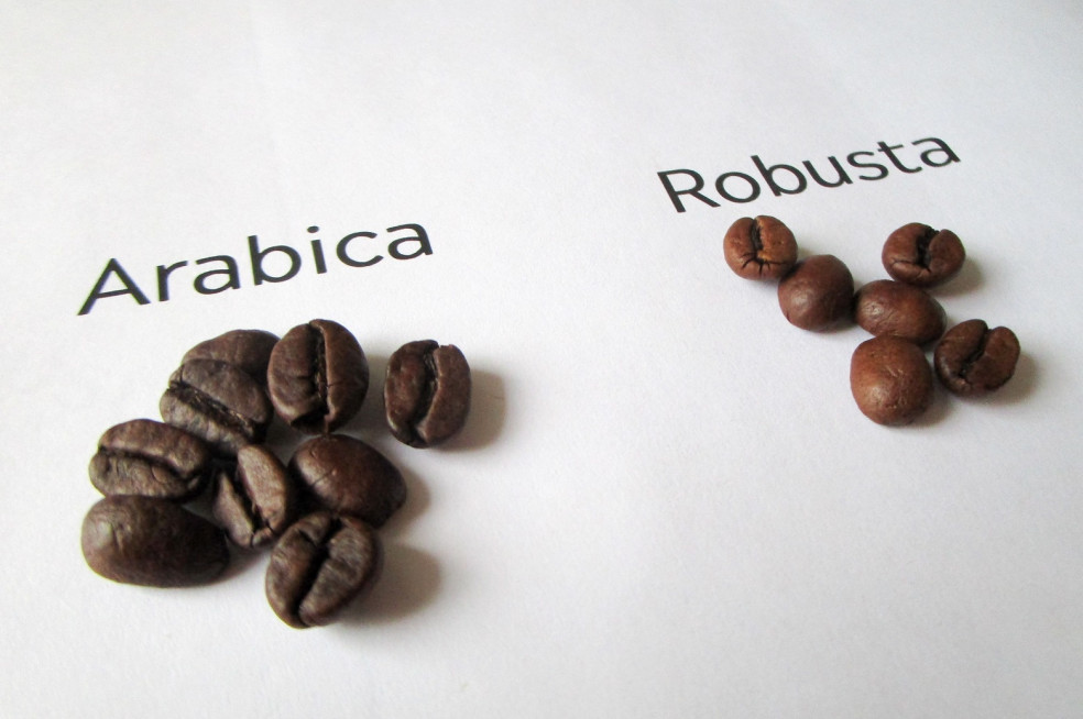 arabika vs robusta