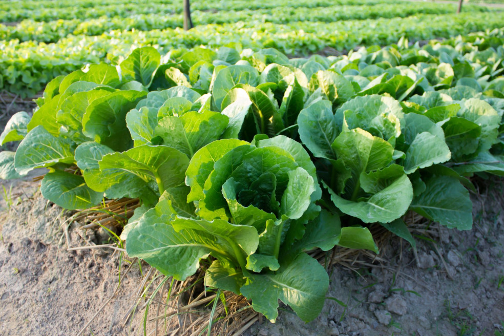 hlavkovy salat, vyzivove nutricne hodnoty hlavkoveho salatu