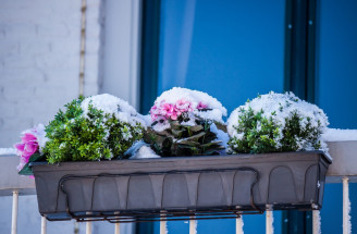 Ako zazimovať balkónové kvetiny? Drž sa overených rád!