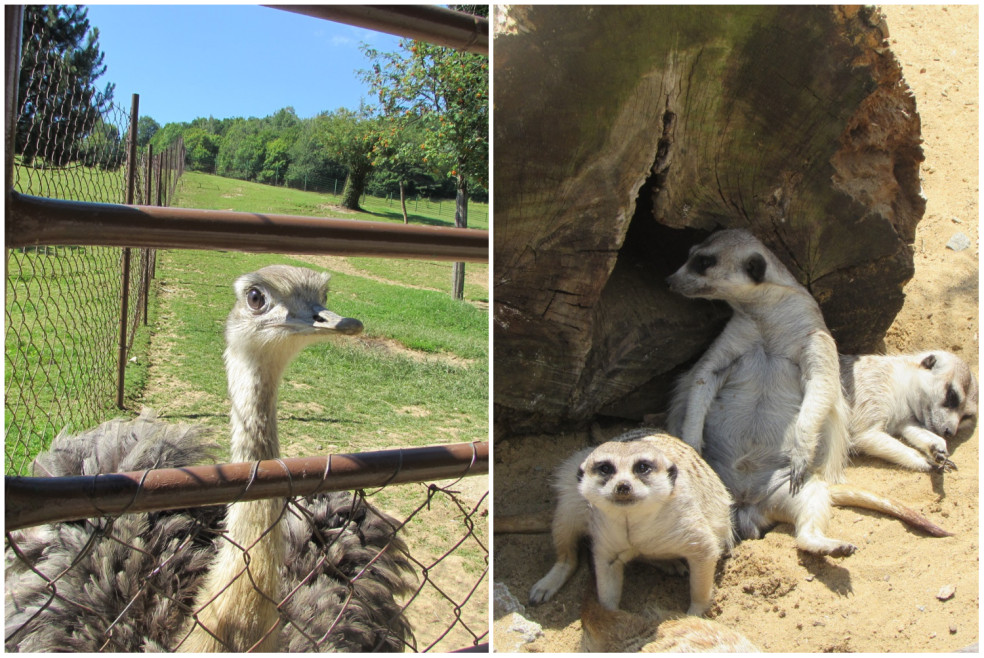 košická zoologická záhrada