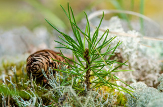 Bonsai z borovicovej šišky: Vypestuj si roztomilú dekoráciu, ktorá údajne prináša šťastie