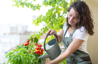 Akú zeleninu pestovať na balkóne? Toto ti porastie jedna radosť!
