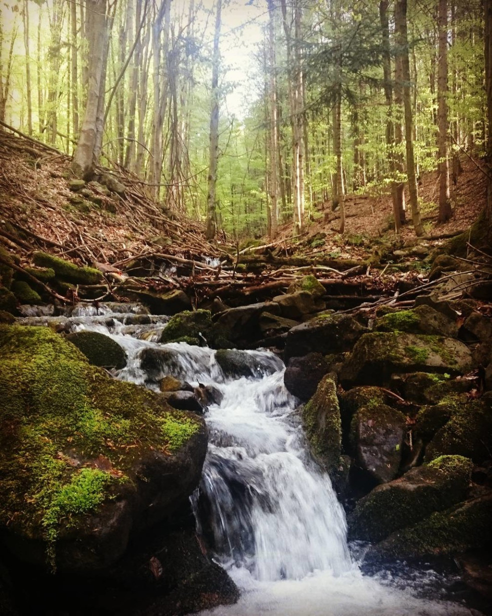 Stužický prales