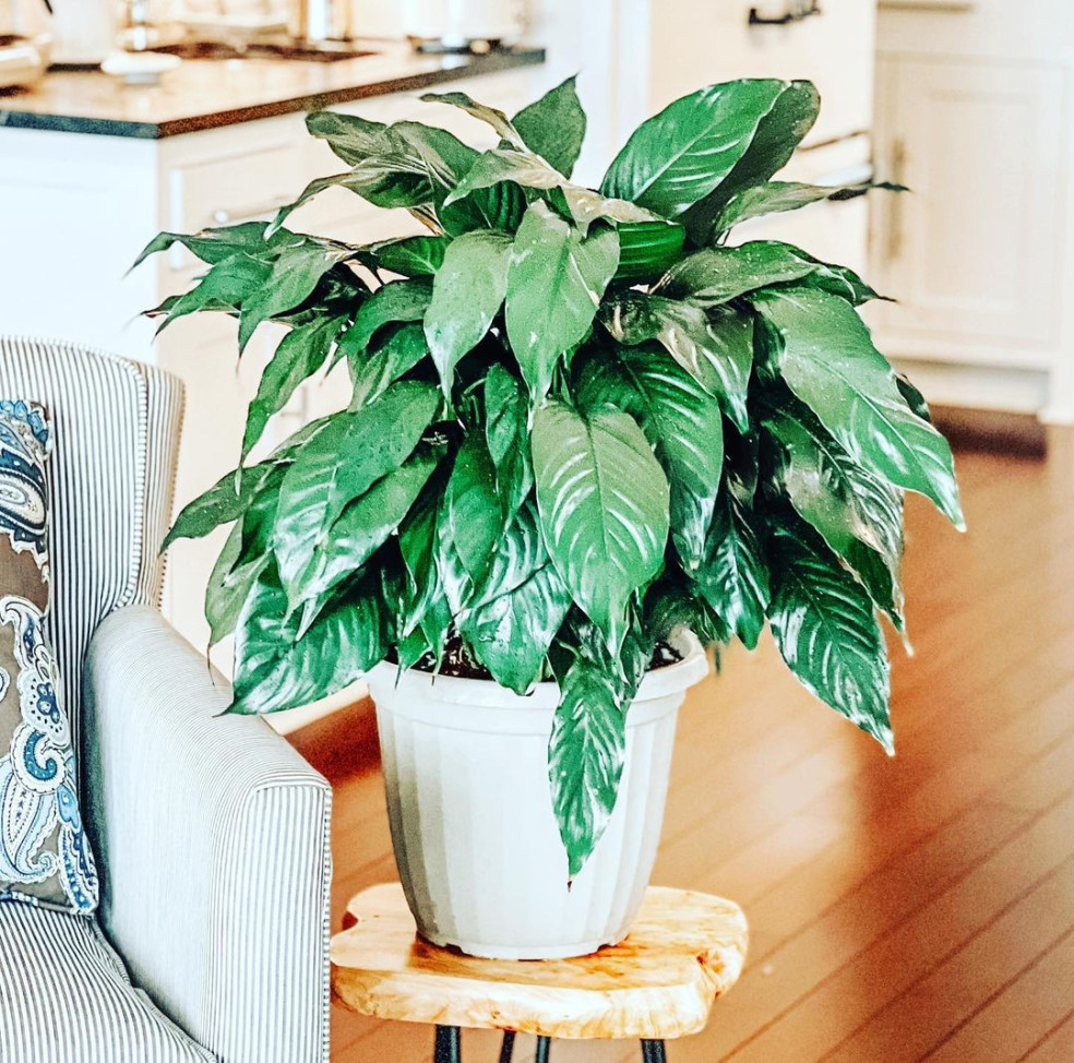 Spathiphyllum