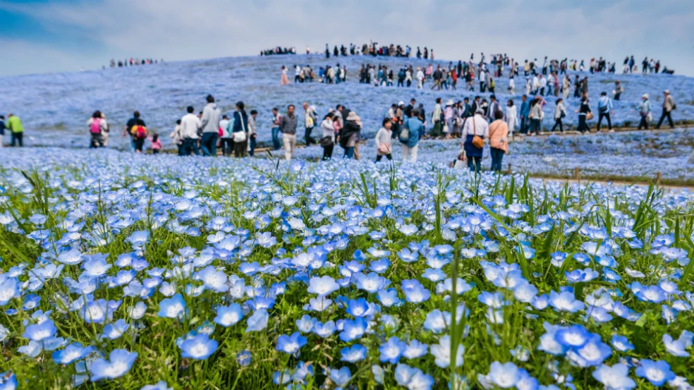 Hitachi Seaside Park Japonsko