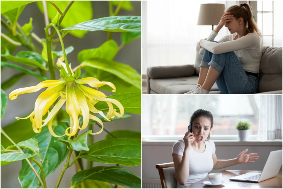 účinky Ylang Ylang oleja