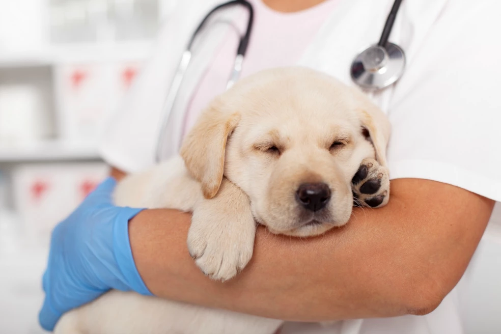 Kedy navštíviť veterinára