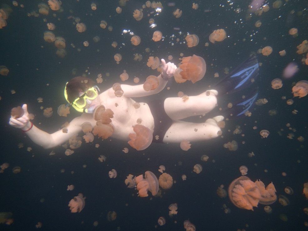 plávanie s medúzami
