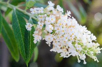 Prírodný liek na ženské problémy: Objav silu kvetov z juhoamerických Ánd!