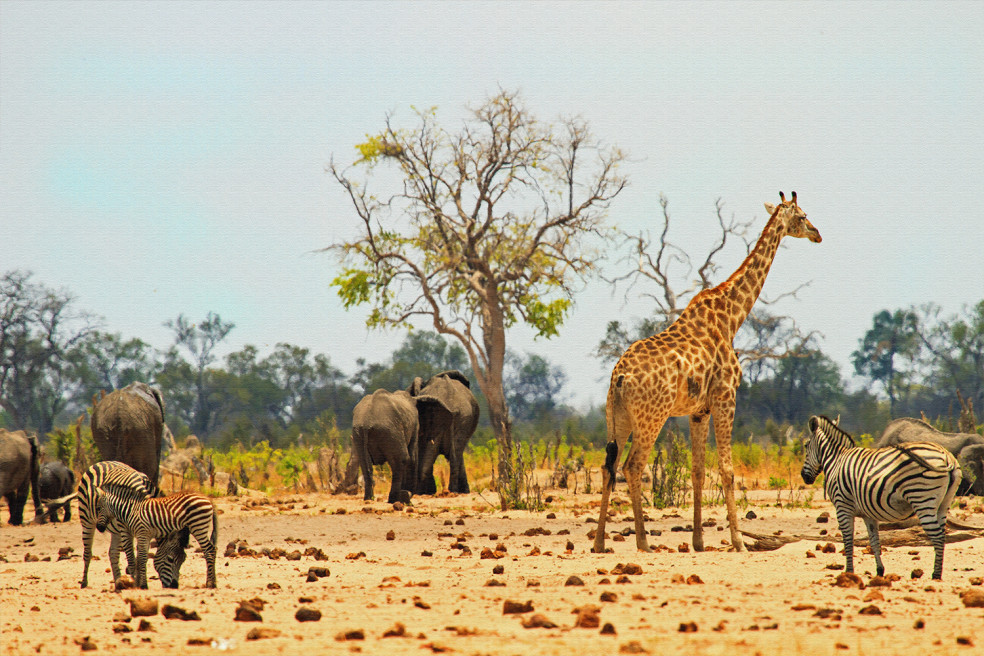 Ako vyzerá pravé africké safari?