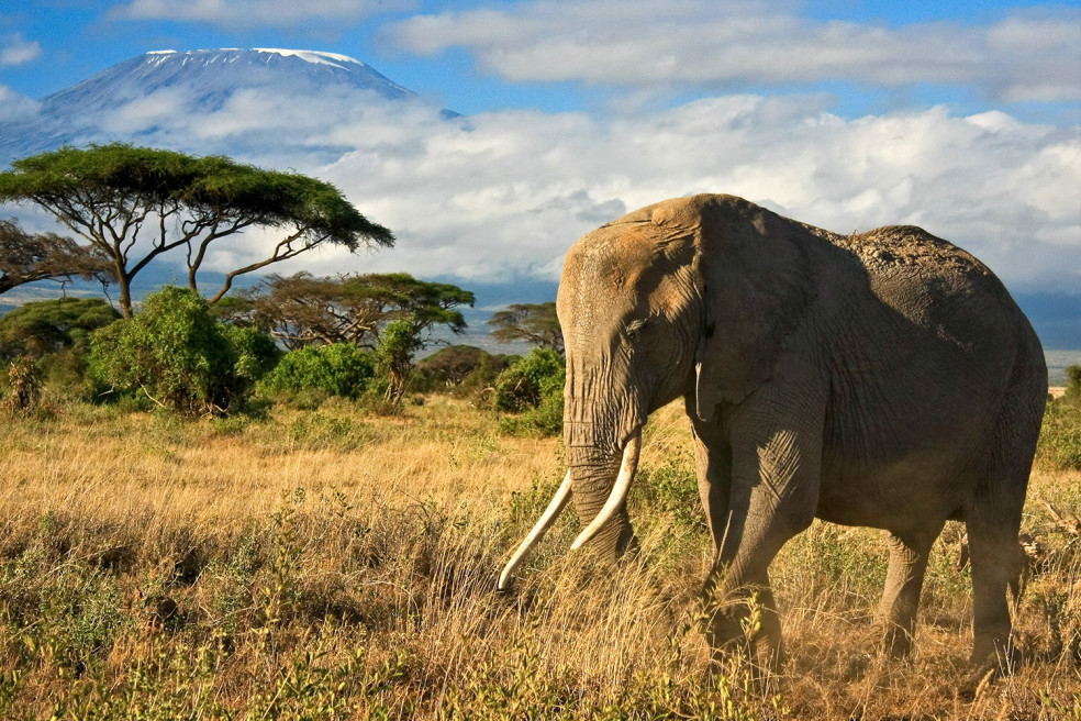 Ako vyzerá pravé africké safari?