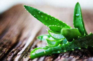 Ako správne pestovať aloe vera?