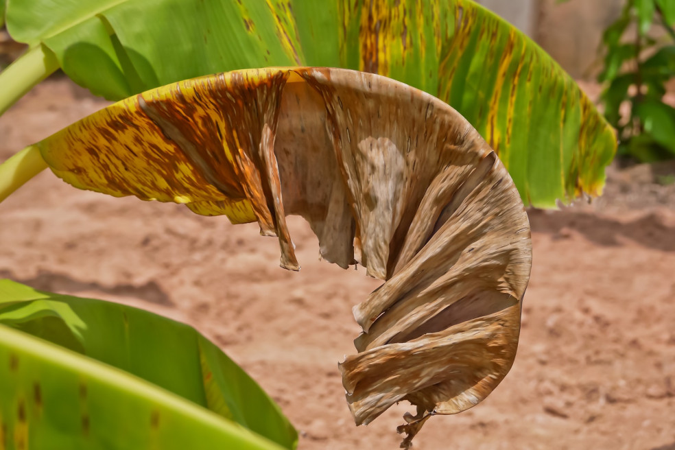 panamská choroba