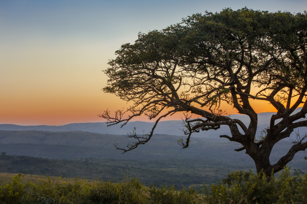 strom Marula