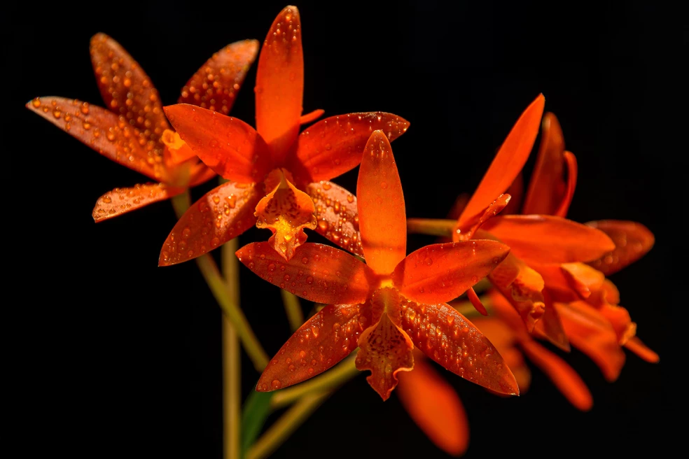 Orchidea