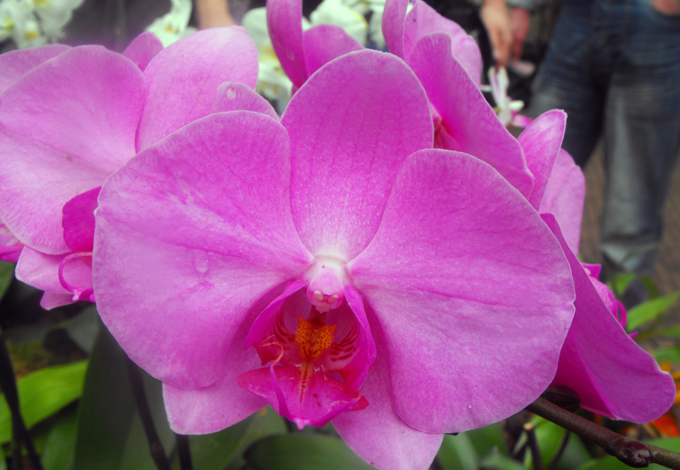 Ružová orchidea