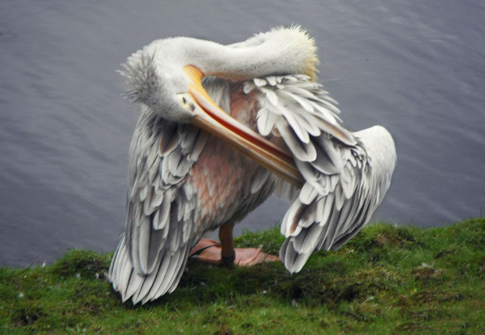 ZOO Dvur Kralove nad Labem