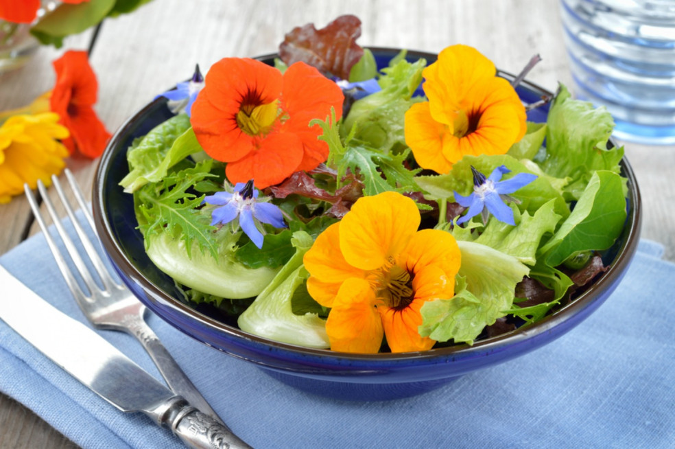 kapucínka, tropaeolum majus, liečivá bylinka, šaláty, náhrada antibiotík