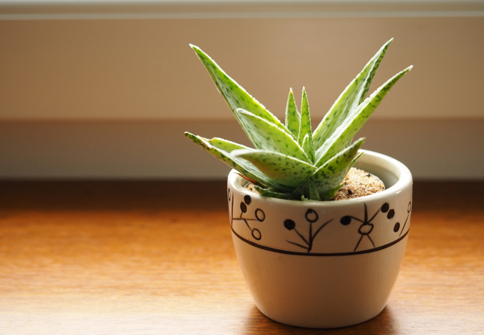 aloe vera