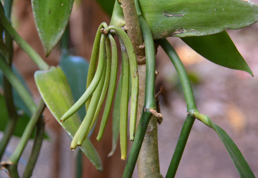 vanilka z Madagaskaru