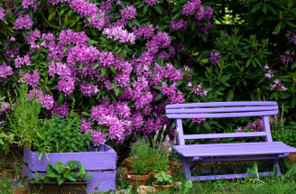Rododendron – očarujúca pestrofarebná záplava kvetov